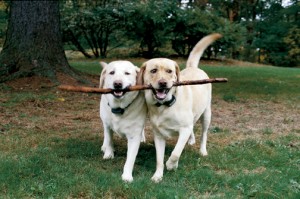 2 labs