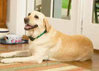dogwatch hidden fences photo