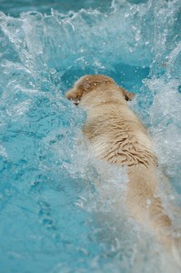 dogpool
