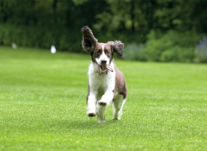 dogrunning
