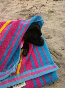 Beach Towel Puppy