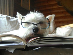 dogbook