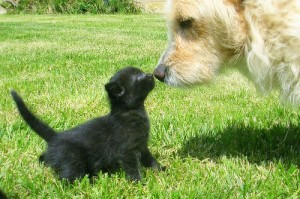 dog&cat