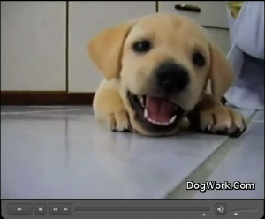 dogwork_still