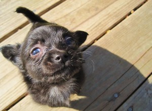 rescue_puppy