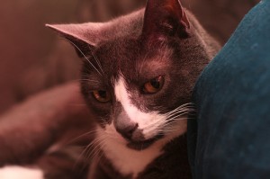 sockington Sockington