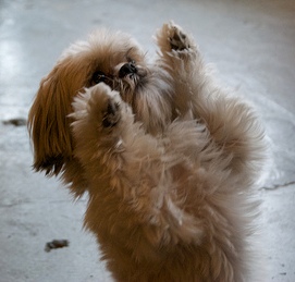 Begging dog
