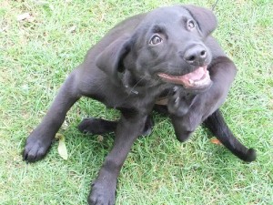 dog scratching