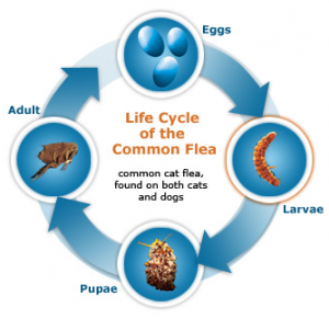 Flea Lifecycle