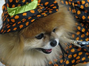 dog halloween