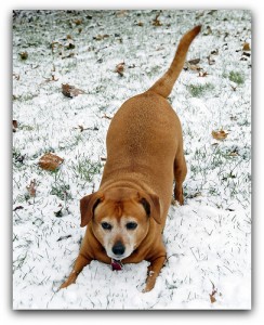 dog in snow