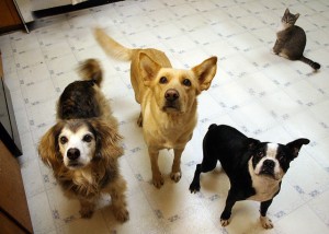 dogs and cat begging