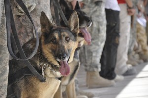 Military Working Dog