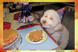 Birthday dog