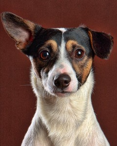 Colt, a Jack Russell Terrier