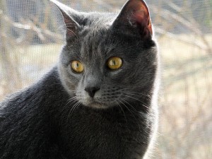 Kingsford the cat