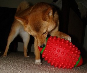 dog playing with a football