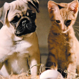 Milo & Otis
