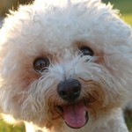 Bichon Frise