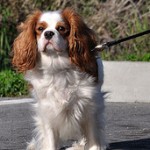 Cavalier King Charles Spaniel