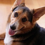 Pembroke Welsh Corgi