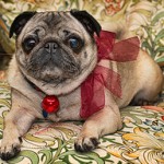 Pug