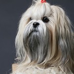 Lhasa Apso Lhasa Apso