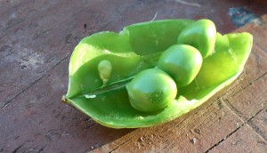 Peas
