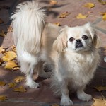 Pekingese