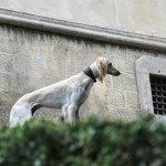 Saluki