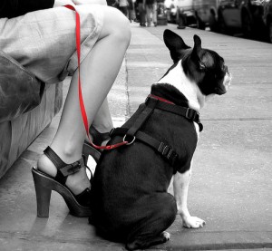Dog in harness