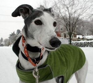 Greyhound in Martingale collar
