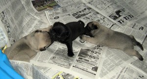 puppy on newspaper 