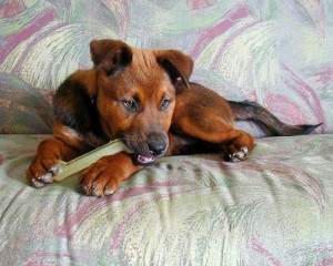 Puppy with Nylabone