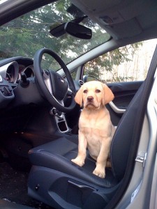 Puppy ready to come home