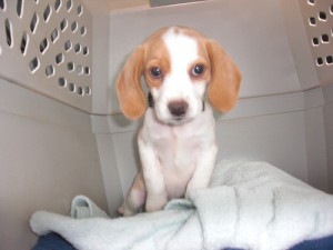 Puppy_in_crate