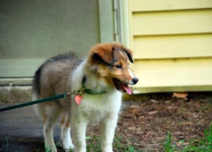 Riley with his collar, ID, and leash