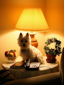 Westie on table