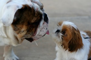 dog and puppy