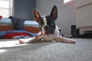 Puppy with bully stick