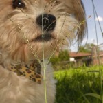 Rusty exploring the big outdoors
