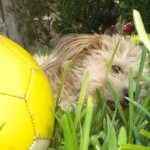 Rusty discovers that playing all day is exhausting!