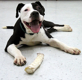 Pit bull