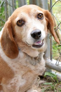 Senior dog