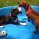 Zoey swimming with a friend