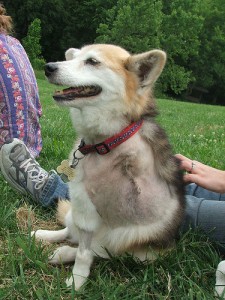 Three-legged dog