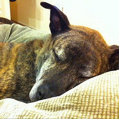 Napping senior Napping senior