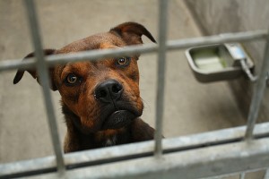 Sad shelter dog