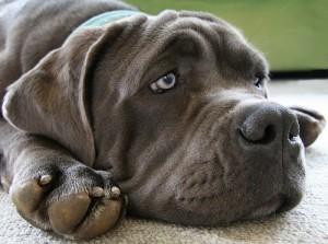 Foster dog Lucy the Neapolitan Mastiff, just after she arrived at her foster home. ©2010 Tim Dawson Photography.