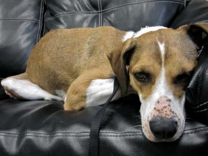 Chloe, a foster dog, who is healing from a skin infection and malnourishment in a loving foster home.
